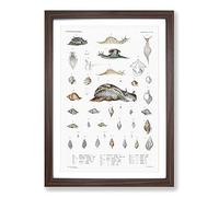 Big Box Art Snail Shells & Slugs by A.A. Gould Framed Wall Art Picture Print Ready to Hang, Walnut A2 (62 x 45 cm)