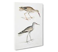 Big Box Art Snipe Bird Illustrations by John Edward Gray Canvas Wall Art Framed Picture Print, 30 x 20 Inch (76 x 50 cm), White, Grey, Green, Brown