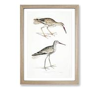 Big Box Art Snipe Bird Illustrations by John Edward Gray Framed Wall Art Picture Print Ready to Hang, Oak A2 (62 x 45 cm)