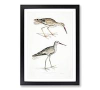 Big Box Art Snipe Bird Illustrations by John Edward Gray Framed Wall Art Picture Print Ready to Hang, Black A2 (62 x 45 cm)