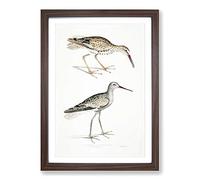 Big Box Art Snipe Bird Illustrations by John Edward Gray Framed Wall Art Picture Print Ready to Hang, Walnut A2 (62 x 45 cm)