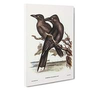 Big Box Art Sooty Crow-Shrikes by Elizabeth Gould Canvas Wall Art Framed Picture Print, 30 x 20 Inch (76 x 50 cm), White, Black, Brown, Grey, Black