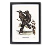 Big Box Art Sooty Crow-Shrikes by Elizabeth Gould Framed Wall Art Picture Print Ready to Hang, Black A2 (62 x 45 cm)