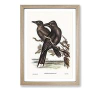 Big Box Art Sooty Crow-Shrikes by Elizabeth Gould Framed Wall Art Picture Print Ready to Hang, Oak A2 (62 x 45 cm)