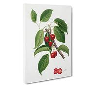 Big Box Art Sour Cherry Tree by Giorgio Gallesio Canvas Wall Art Framed Picture Print, 30 x 20 Inch (76 x 50 cm), White, Green, Red, Brown