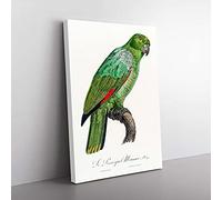 Big Box Art Southern Mealy Amazon Parrot by F. Levaillant Canvas Wall Art Print Ready to Hang Picture, 76 x 50 cm (30 x 20 Inch), White, Green, Black