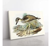 Big Box Art Southern Stone-Plover by Elizabeth Gould Canvas Wall Art Print Ready to Hang Picture, 76 x 50 cm (30 x 20 Inch), White, Gold, Green, Cream, Black