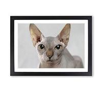 Big Box Art Sphynx Cat Framed Wall Art Picture Print Ready to Hang, Black A2 (62 x 45 cm)