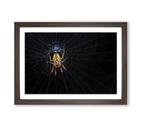 Big Box Art Spider Cobweb (2) Framed Wall Art Picture Print Ready to Hang, Walnut A2 (62 x 45 cm)