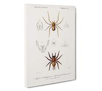 Big Box Art Spider Illustrations PL. 7 by Charles d' Orbigny Canvas Wall Art Framed Picture Print, 30 x 20 Inch (76 x 50 cm), White, Grey