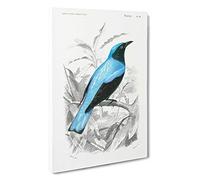 Big Box Art Square-Tailed Drongo Bird by Charles d' Orbigny Canvas Wall Art Framed Picture Print, 30 x 20 Inch (76 x 50 cm), White, Grey, Blue, Black, Grey