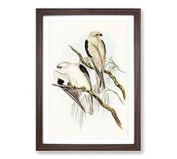 Big Box Art Square-Tailed Kites by Elizabeth Gould Framed Wall Art Picture Print Ready to Hang, Walnut A2 (62 x 45 cm)