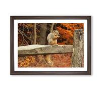 Big Box Art Squirrel Autumn Forest Framed Wall Art Picture Print Ready to Hang, Walnut A2 (62 x 45 cm)