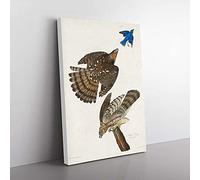 Big Box Art Stanley Hawks by John James Audubon Canvas Wall Art Print Ready to Hang Picture, 76 x 50 cm (30 x 20 Inch), White, Brown, Green, Brown