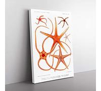 Big Box Art Star Fish Varieties by Albert I Canvas Wall Art Print Ready to Hang Picture, 76 x 50 cm (30 x 20 Inch), White, Orange, Cream, Red
