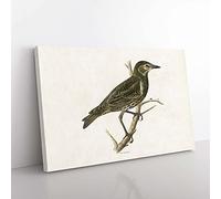 Big Box Art Starling by Von Wright Canvas Wall Art Print Ready to Hang Picture, 76 x 50 cm (30 x 20 Inch), White, Green, Grey, Green