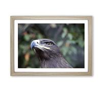 Big Box Art Steppe Eagle Bird Framed Wall Art Picture Print Ready to Hang, Oak A2 (62 x 45 cm)