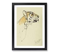 Big Box Art Study of A Tiger Vol.2 by John Macallan Swan Framed Wall Art Picture Print Ready to Hang, Black A2 (62 x 45 cm)