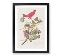 Big Box Art Summer Red Birds by John James Audubon Framed Wall Art Picture Print Ready to Hang, Black A2 (62 x 45 cm)
