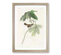 Big Box Art Swamp Sparrow by John James Audubon Framed Wall Art Picture Print Ready to Hang, Oak A2 (62 x 45 cm)