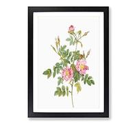 Big Box Art Sweet Briar Roses in Pink by Pierre-Joseph Redoute Framed Wall Art Picture Print Ready to Hang, Black A2 (62 x 45 cm)
