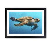 Big Box Art Swimming Sea Turtle in Abstract Framed Wall Art Picture Print Ready to Hang, Black A2 (62 x 45 cm)