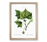 Big Box Art Sycamore Tree by Pierre-Joseph Redoute Framed Wall Art Picture Print Ready to Hang, Oak A2 (62 x 45 cm)