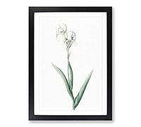 Big Box Art Tall-Bearded Iris by Pierre-Joseph Redoute Framed Wall Art Picture Print Ready to Hang, Black A2 (62 x 45 cm)