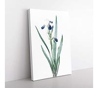 Big Box Art Tall-Bearded Iris Flowers by Pierre-Joseph Redoute Canvas Wall Art Print Ready to Hang Picture, 76 x 50 cm (30 x 20 Inch), White, Beige, Green