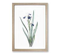 Big Box Art Tall-Bearded Iris Flowers by Pierre-Joseph Redoute Framed Wall Art Picture Print Ready to Hang, Oak A2 (62 x 45 cm)