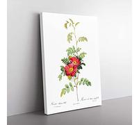 Big Box Art The Alpine Roses in Pink by Pierre-Joseph Redoute Canvas Wall Art Print Ready to Hang Picture, 76 x 50 cm (30 x 20 Inch), White, Green, Red, Green