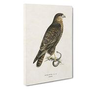 Big Box Art The Common Buzzard by Von Wright Canvas Wall Art Framed Picture Print, 30 x 20 Inch (76 x 50 cm), White, Green, Brown, Grey, Black