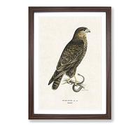Big Box Art The Common Buzzard by Von Wright Framed Wall Art Picture Print Ready to Hang, Walnut A2 (62 x 45 cm)