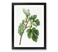 Big Box Art The Common Fig Tree by Giorgio Gallesio Framed Wall Art Picture Print Ready to Hang, Black A2 (62 x 45 cm)