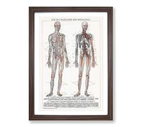 Big Box Art The Human Anatomy in German Framed Wall Art Picture Print Ready to Hang, Walnut A2 (62 x 45 cm)