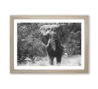 Big Box Art The Majestic Elephant Painting Framed Wall Art Picture Print Ready to Hang, Oak A2 (62 x 45 cm)