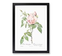 Big Box Art The Pale Pink Roses by Pierre-Joseph Redoute Framed Wall Art Picture Print Ready to Hang, Black A2 (62 x 45 cm)