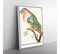 Big Box Art The Parrot by A.B. de Boodt Canvas Wall Art Print Ready to Hang Picture, 76 x 50 cm (30 x 20 Inch), White, Green, Beige, Brown, Red