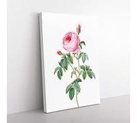 Big Box Art The Pink Cabbage Rose by Pierre-Joseph Redoute Canvas Wall Art Print Ready to Hang Picture, 76 x 50 cm (30 x 20 Inch), White, Beige, Green, Purple