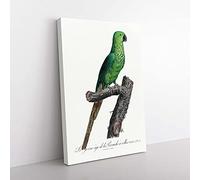 Big Box Art The Rose-Ringed Parakeet by F. Levaillant Canvas Wall Art Print Ready to Hang Picture, 76 x 50 cm (30 x 20 Inch), White, Grey, Black, Green