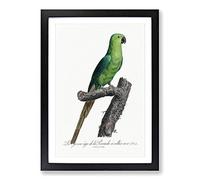 Big Box Art The Rose-Ringed Parakeet by F. Levaillant Framed Wall Art Picture Print Ready to Hang, Black A2 (62 x 45 cm)
