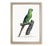 Big Box Art The Rose-Ringed Parakeet by F. Levaillant Framed Wall Art Picture Print Ready to Hang, Oak A2 (62 x 45 cm)