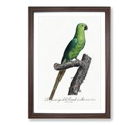Big Box Art The Rose-Ringed Parakeet by F. Levaillant Framed Wall Art Picture Print Ready to Hang, Walnut A2 (62 x 45 cm)