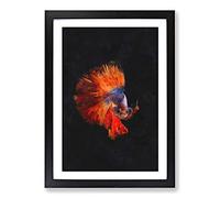 Big Box Art The Siamese Fighting Fish Painting Framed Wall Art Picture Print Ready to Hang, Black A2 (62 x 45 cm)
