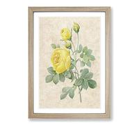 Big Box Art The Yellow Roses by Pierre-Joseph Redoute Framed Wall Art Picture Print Ready to Hang, Oak A2 (62 x 45 cm)