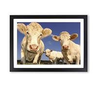 Big Box Art Three Cream Dairy Cows Framed Wall Art Picture Print Ready to Hang, Black A2 (62 x 45 cm)