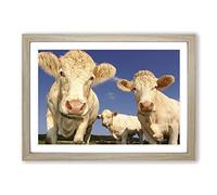 Big Box Art Three Cream Dairy Cows Framed Wall Art Picture Print Ready to Hang, Oak A2 (62 x 45 cm)