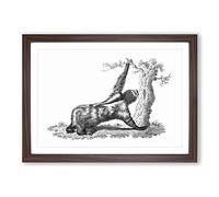Big Box Art Three-Toed Sloth in Black & White by George Shaw Framed Wall Art Picture Print Ready to Hang, Walnut A2 (62 x 45 cm)