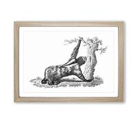 Big Box Art Three-Toed Sloth in Black & White by George Shaw Framed Wall Art Picture Print Ready to Hang, Oak A2 (62 x 45 cm)