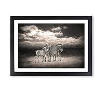 Big Box Art Three Zebras in The Wild Framed Wall Art Picture Print Ready to Hang, Black A2 (62 x 45 cm)